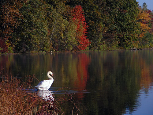 A swan at Farm Pond, Framingham
